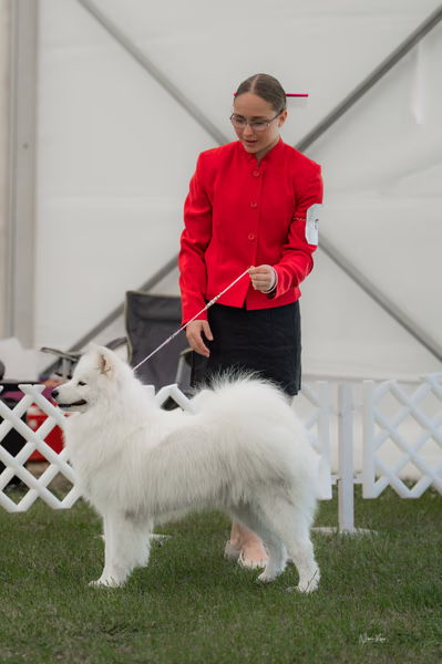 Klubová výstava KSP – Samojed