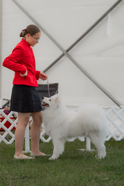 Klubová výstava KSP – Samojed