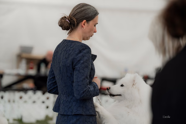 Klubová výstava KSP – Samojed