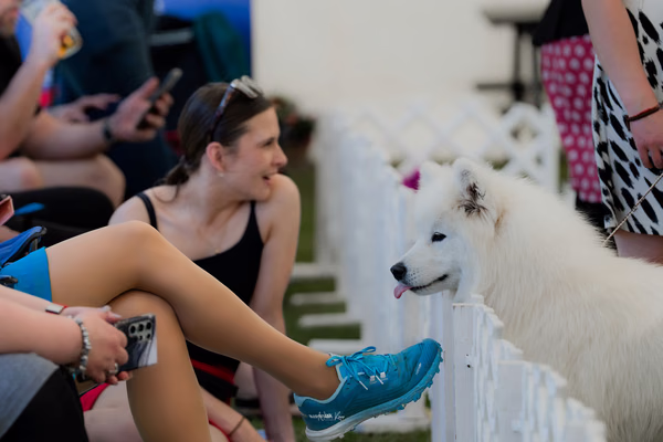 Klubová výstava KSP – Samojed