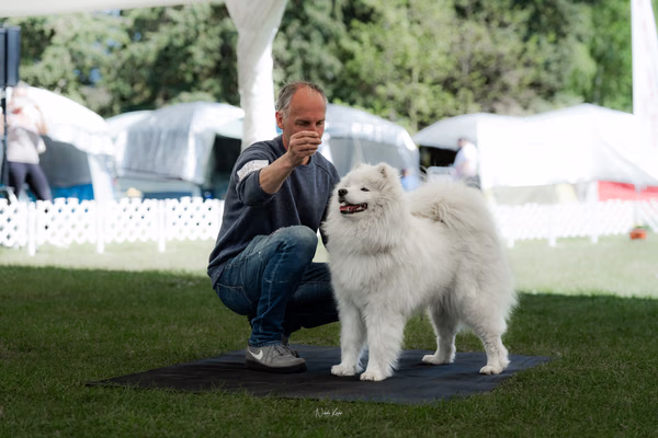 Klubová výstava KSP – Samojed
