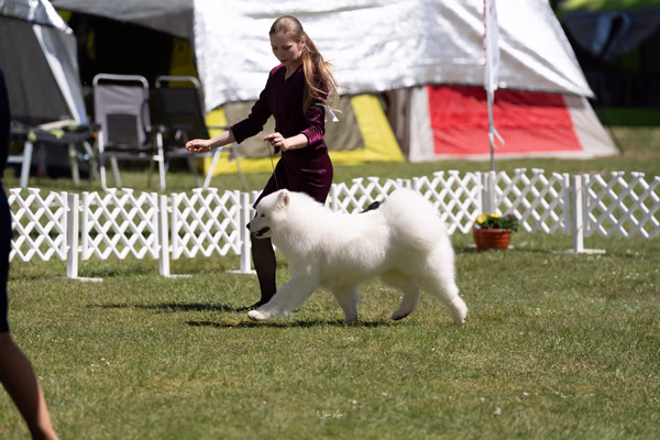 Klubová výstava KSP – Samojed