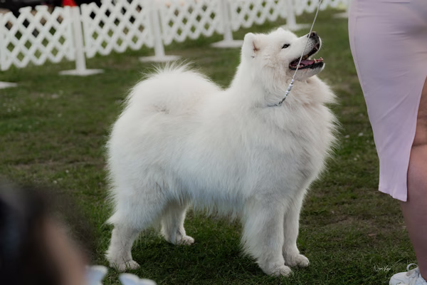 Klubová výstava KSP – Samojed