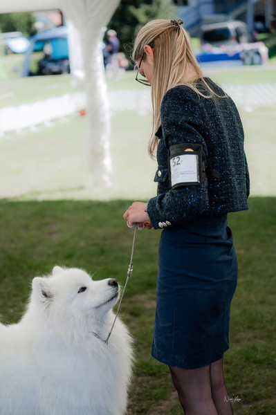 Klubová výstava KSP – Samojed