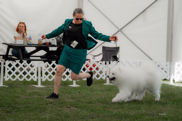 Klubová výstava KSP – Samojed