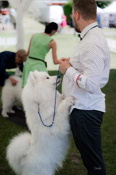 Klubová výstava KSP – Samojed