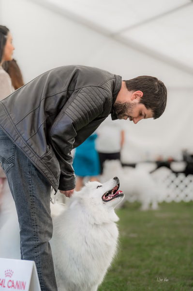 Klubová výstava KSP – Samojed