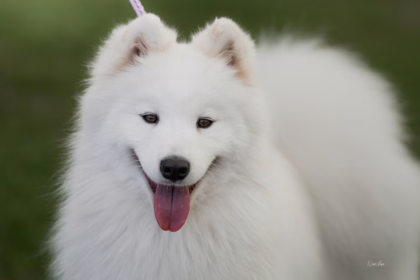 Klubová výstava KSP – Samojed