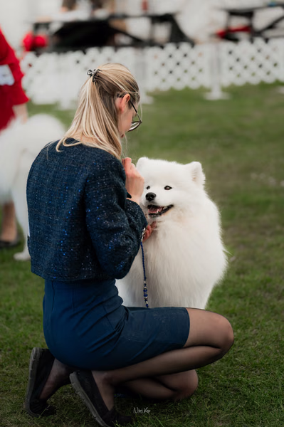 Klubová výstava KSP – Samojed