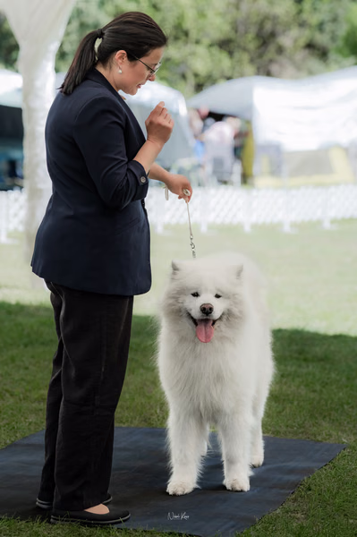 Klubová výstava KSP – Samojed