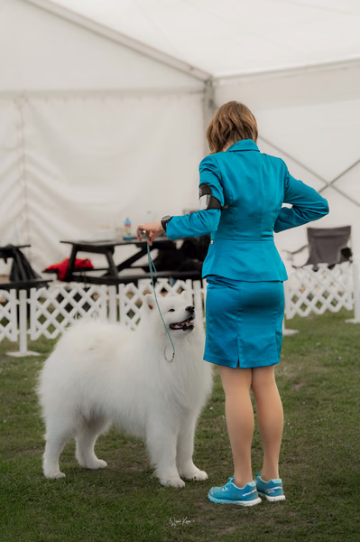 Klubová výstava KSP – Samojed