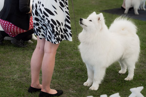 Klubová výstava KSP – Samojed