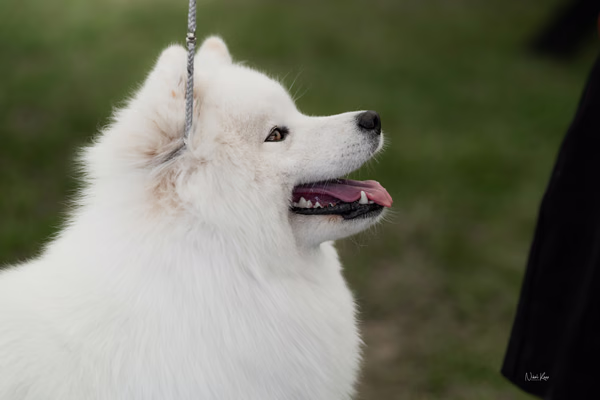 Klubová výstava KSP – Samojed