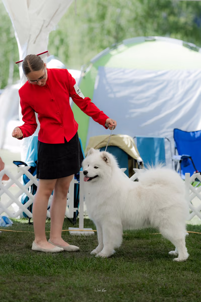 Klubová výstava KSP – Samojed