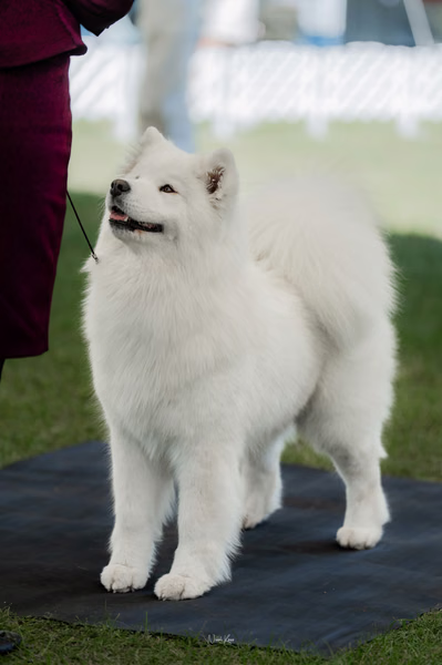 Klubová výstava KSP – Samojed