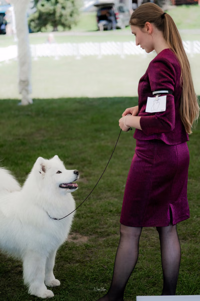 Klubová výstava KSP – Samojed