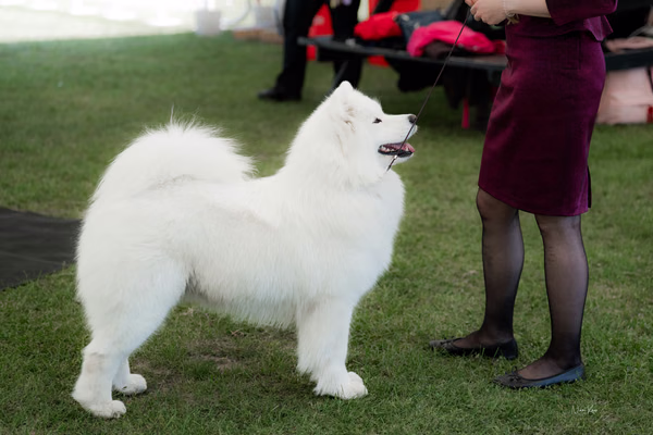 Klubová výstava KSP – Samojed
