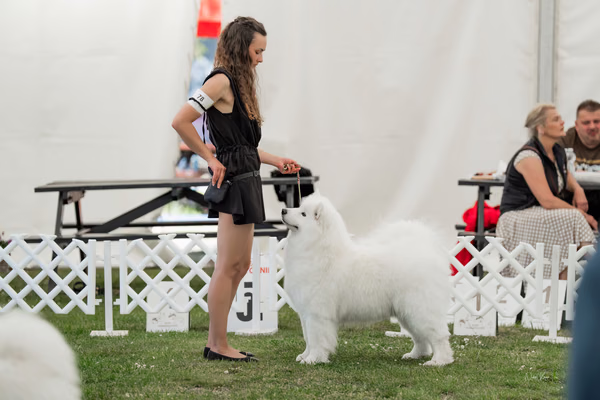 Klubová výstava KSP – Samojed