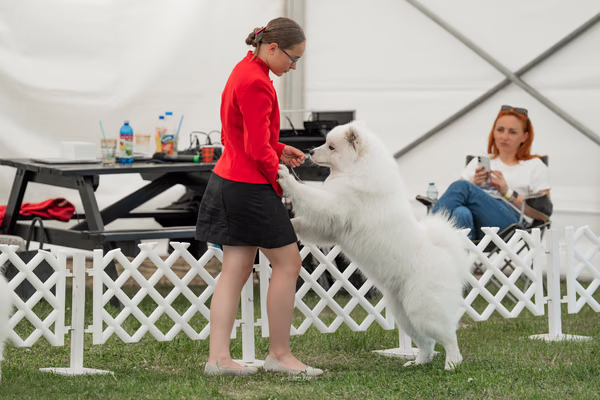 Klubová výstava KSP – Samojed