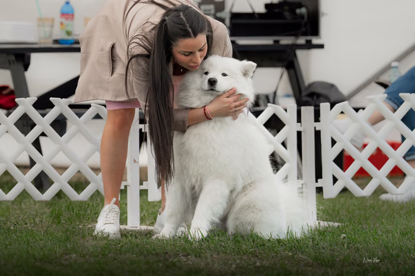 Klubová výstava KSP – Samojed