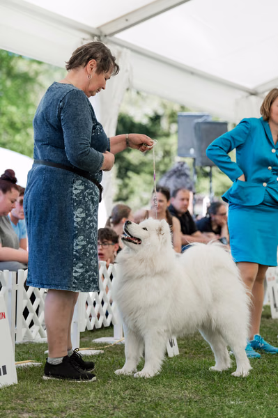 Klubová výstava KSP – Samojed