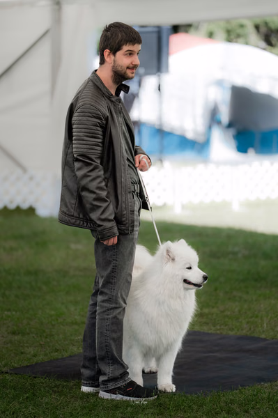 Klubová výstava KSP – Samojed
