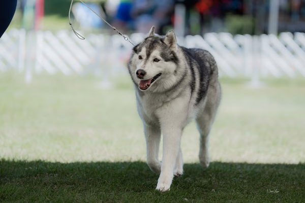 Klubová výstava KSP – Sibiřský husky