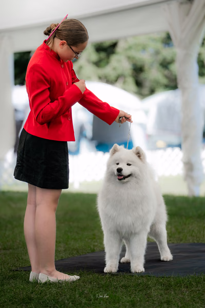 Klubová výstava KSP – Samojed