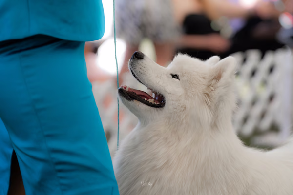 Klubová výstava KSP – Samojed