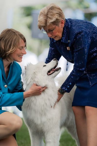Klubová výstava KSP – Samojed