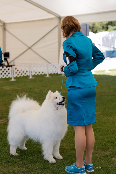 Klubová výstava KSP – Samojed