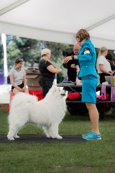 Klubová výstava KSP – Samojed
