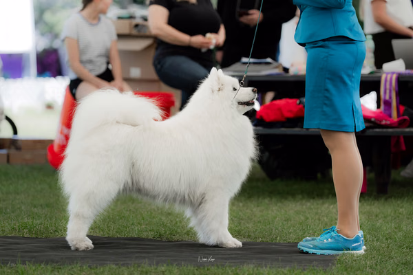 Klubová výstava KSP – Samojed