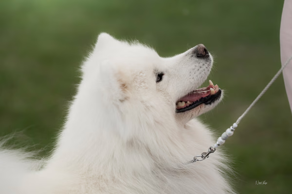Klubová výstava KSP – Samojed