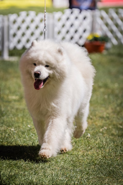 Klubová výstava KSP – Samojed
