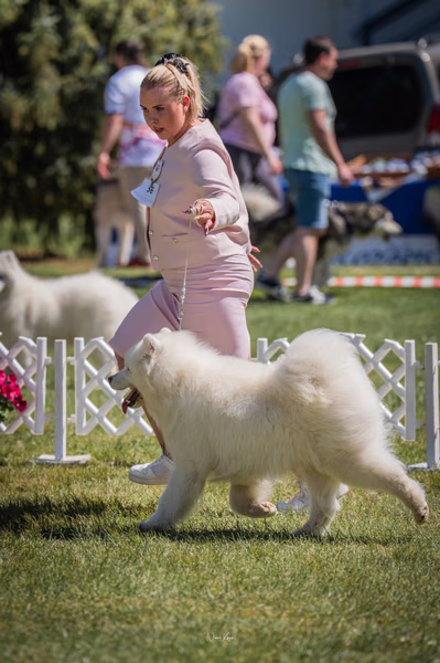 Klubová výstava KSP – Samojed