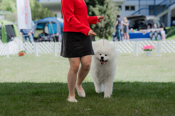 Klubová výstava KSP – Samojed