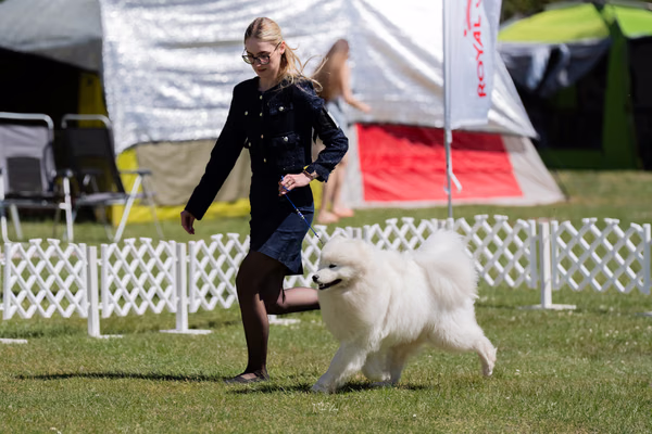Klubová výstava KSP – Samojed