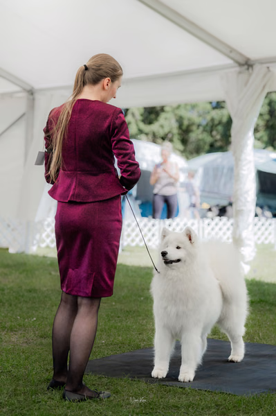 Klubová výstava KSP – Samojed