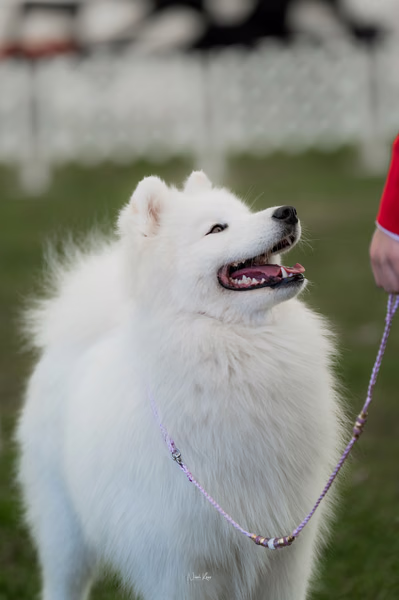 Klubová výstava KSP – Samojed