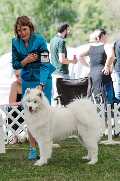 Klubová výstava KSP – Samojed