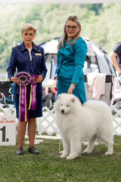 Klubová výstava KSP – Samojed