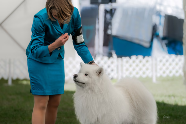Klubová výstava KSP – Samojed