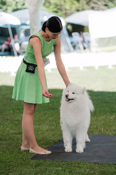 Klubová výstava KSP – Samojed