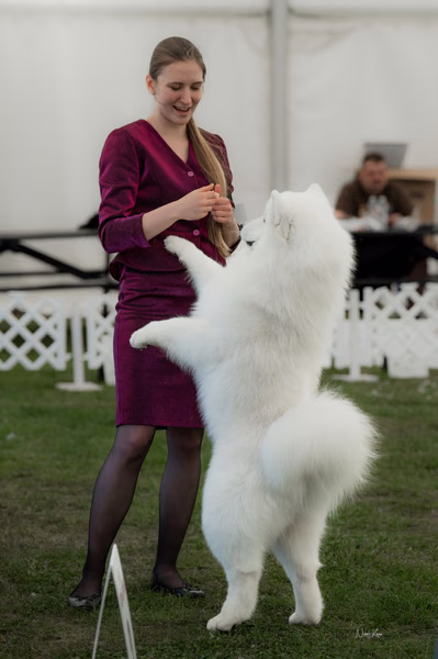 Klubová výstava KSP – Samojed
