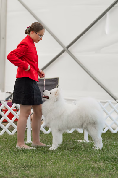 Klubová výstava KSP – Samojed