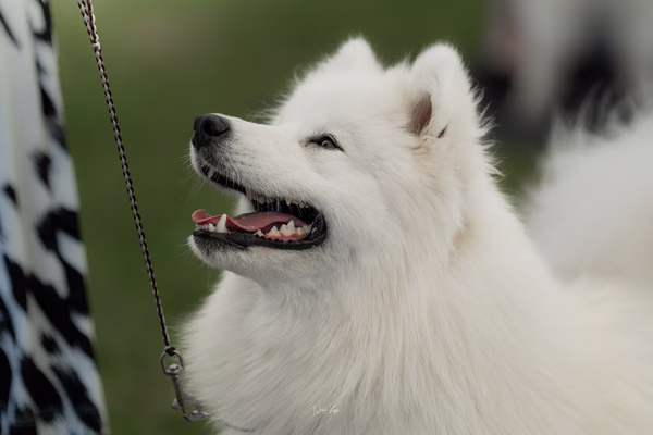 Klubová výstava KSP – Samojed