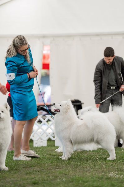 Klubová výstava KSP – Samojed