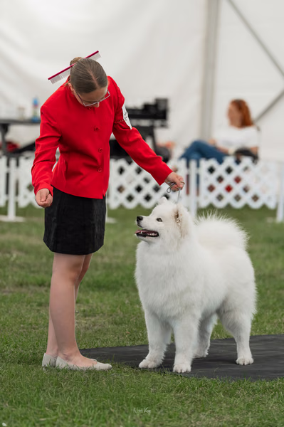 Klubová výstava KSP – Samojed