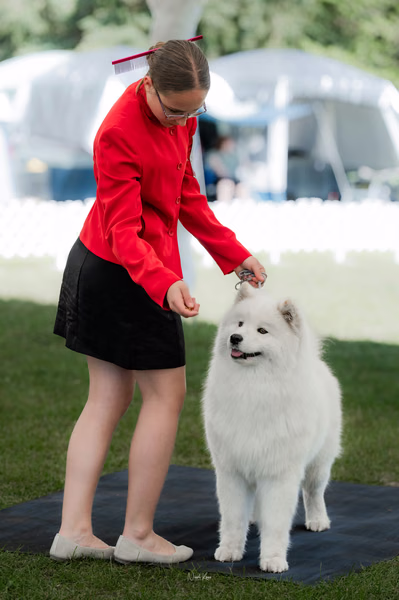 Klubová výstava KSP – Samojed